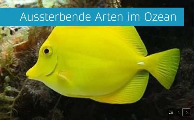 einfaches Sway mit Bild und Text